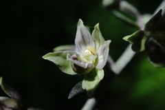Epipactis condensata
