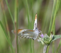 Colotis antevippe gavisa