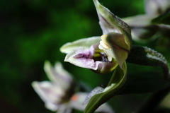 Epipactis condensata