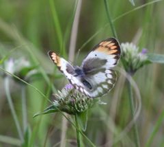 Colotis antevippe gavisa