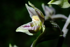 Epipactis condensata