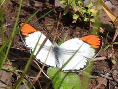 Colotis antevippe gavisa