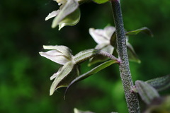 Epipactis condensata