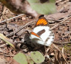 Colotis euippe mediata