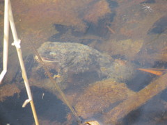 Lithobates pipiens