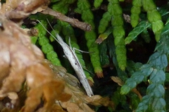 Ypsolopha mucronella