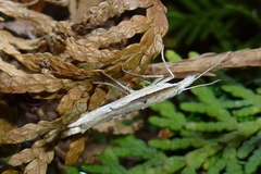 Ypsolopha mucronella