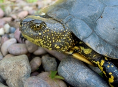 Emys orbicularis galloitalica