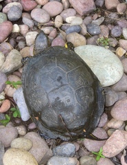 Emys orbicularis galloitalica