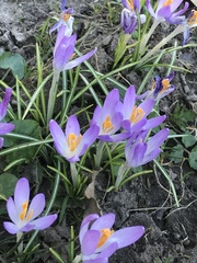 Crocus
