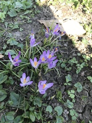 Crocus
