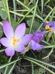 Crocus