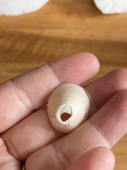 Lepeta concentrica