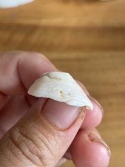 Lepeta concentrica
