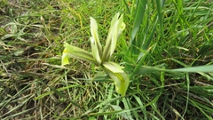 Iris grant-duffii