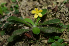 Lysimachia alpestris