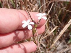 Buchnera floridana image