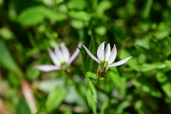 Lobelia chinensis