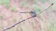 Diplacodes lefebvrii