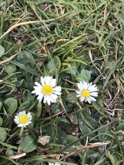 Bellis perennis