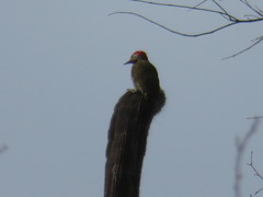 Colaptes atricollis