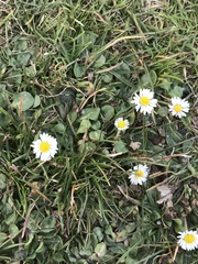 Bellis perennis