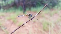 Diplacodes lefebvrii