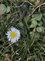 Bellis perennis