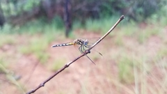 Diplacodes lefebvrii