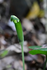 Arisaema penicillatum