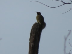 Colaptes atricollis