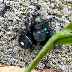 Phidippus audax