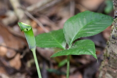 Arisaema penicillatum