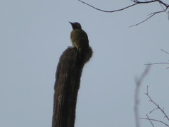Colaptes atricollis