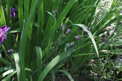 Iris × nelsonii