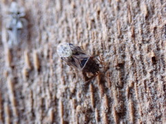 Hyalochilus ovatulus