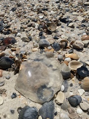 Rhopilema verrilli