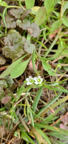 Montia linearis iNat (1)