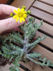 Senecio vernalis