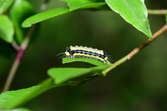 Pidorus atratus