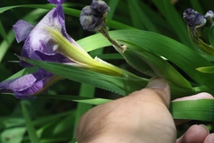 Iris × nelsonii
