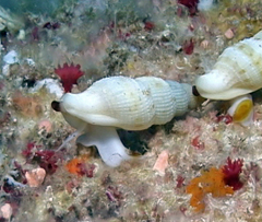 Colubraria