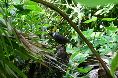 Pterorhinus chinensis