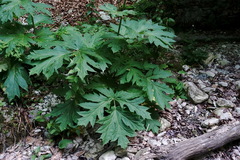 Heracleum sommieri