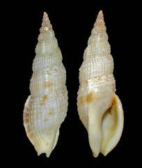 Colubraria