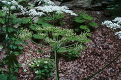 Heracleum sommieri