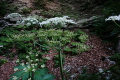 Heracleum sommieri