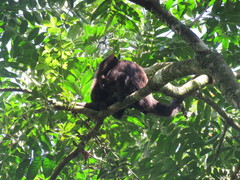 Alouatta guariba