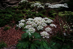 Heracleum sommieri