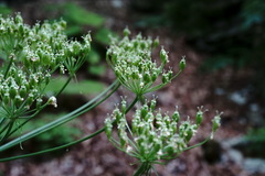 Heracleum sommieri